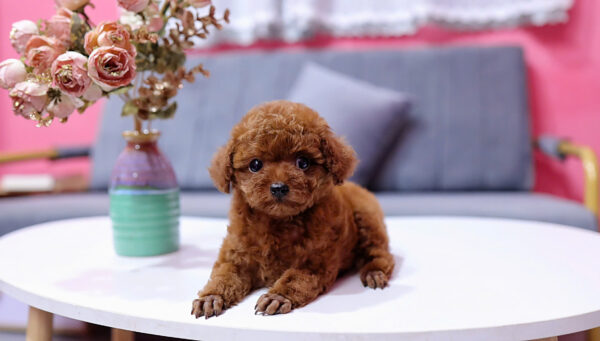  Chó Poodle Size Tiny Màu Nâu Cái Mã PD409