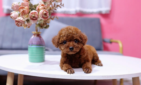  Chó Poodle Size Tiny Màu Nâu Cái Mã PD409