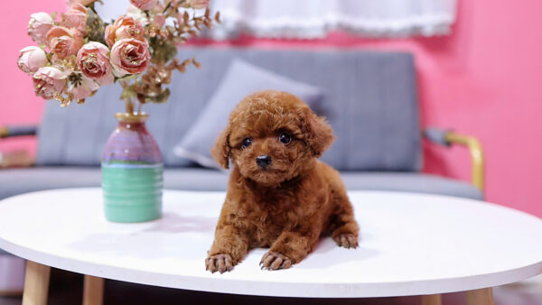  Chó Poodle Size Tiny Màu Nâu Cái Mã PD409