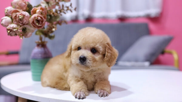  Chó Poodle Size Toy Màu Mơ Cái Mã PD410