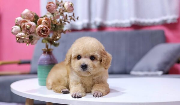 Chó Poodle Size Toy Màu Mơ Cái Mã PD410