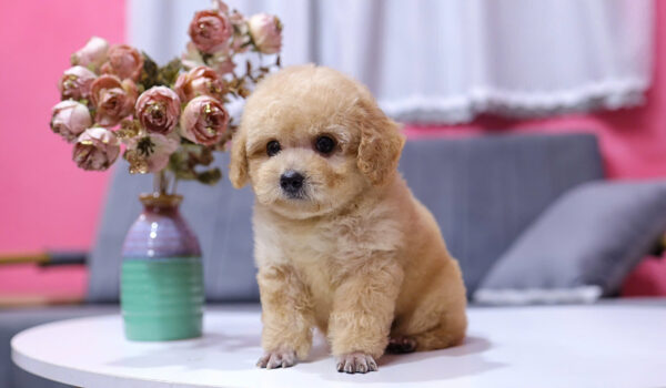  Chó Poodle Size Toy Màu Mơ Cái Mã PD410
