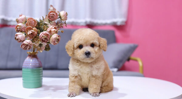  Chó Poodle Size Toy Màu Mơ Cái Mã PD410