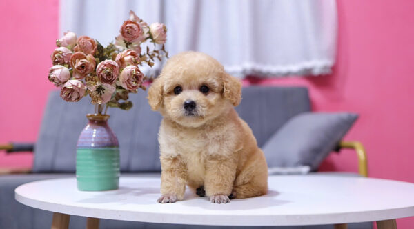  Chó Poodle Size Toy Màu Mơ Cái Mã PD410
