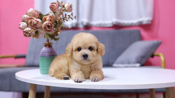  Chó Poodle Size Toy Màu Mơ Cái Mã PD410