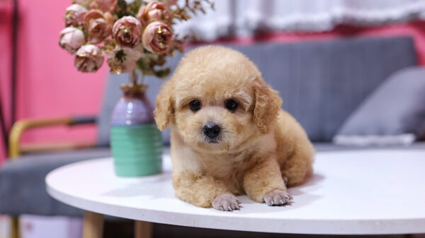  Chó Poodle Size Toy Màu Mơ Cái Mã PD410