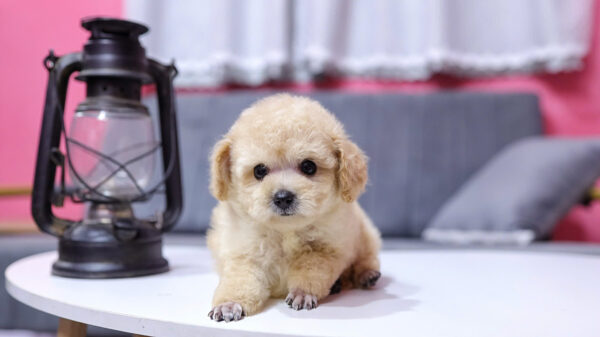  Chó Poodle Size Tiny Màu Mơ Đực Mã PD411