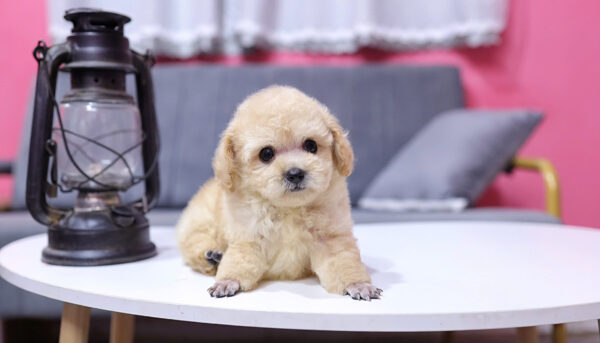  Chó Poodle Size Tiny Màu Mơ Đực Mã PD411
