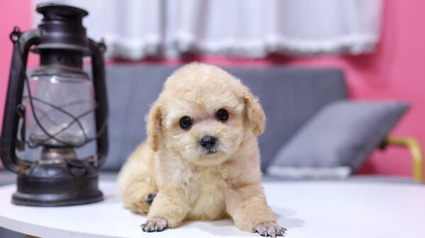  Chó Poodle Size Tiny Màu Mơ Đực Mã PD411