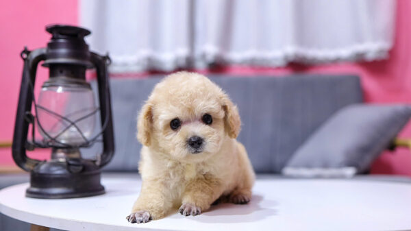  Chó Poodle Size Tiny Màu Mơ Đực Mã PD411