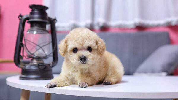  Chó Poodle Size Tiny Màu Mơ Đực Mã PD411
