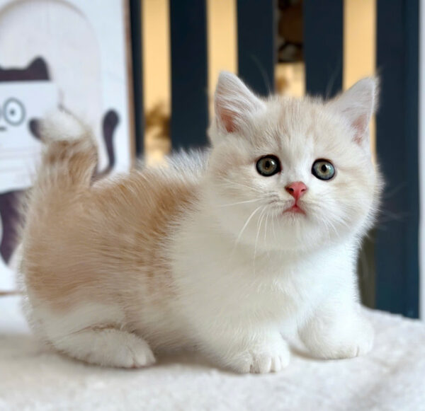 Mèo Munchkin Chân Lùn Màu Bililac Đực Mã AN412