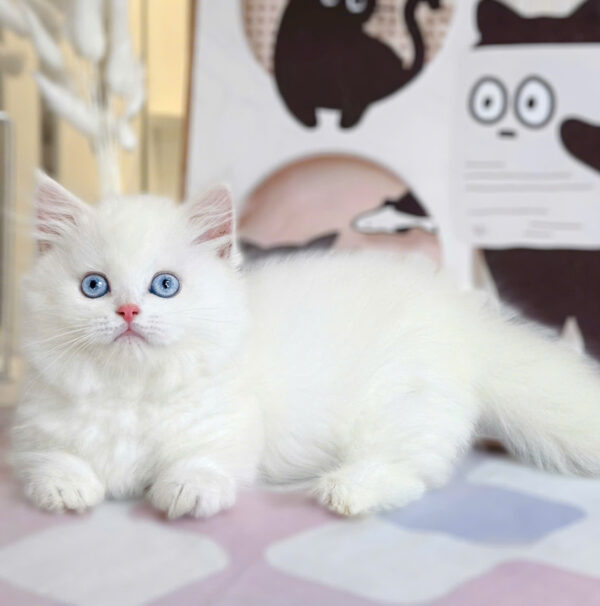 Mèo Munchkin Mắt Xanh Màu Trắng Đực Mã AN413