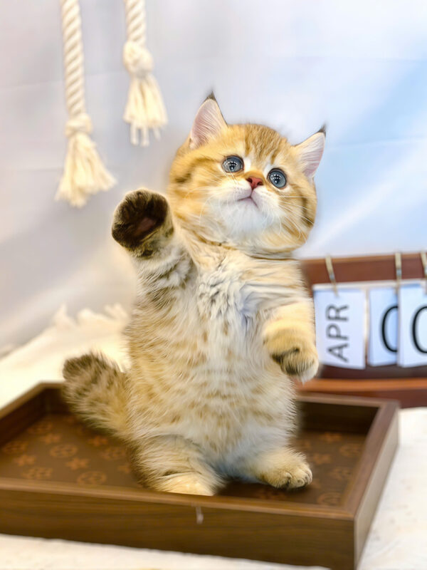 Mèo Anh Lông Ngắn Chân Lùn Màu Golden Tabby Đực Mã AN414