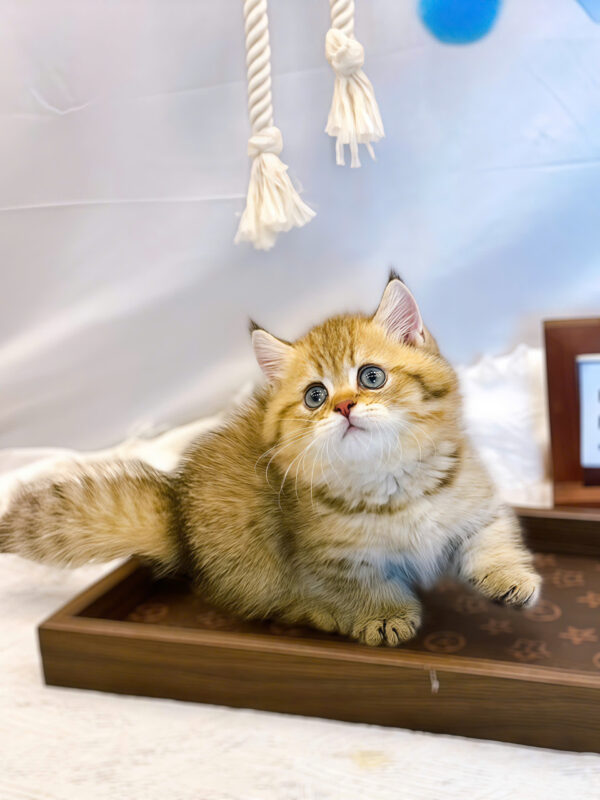 Mèo Anh Lông Ngắn Chân Lùn Màu Golden Tabby Đực Mã AN414