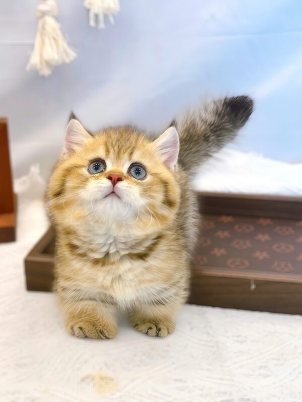 Mèo Anh Lông Ngắn Chân Lùn Màu Golden Tabby Đực Mã AN414