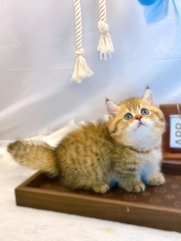 Mèo Anh Lông Ngắn Chân Lùn Màu Golden Tabby Đực Mã AN414