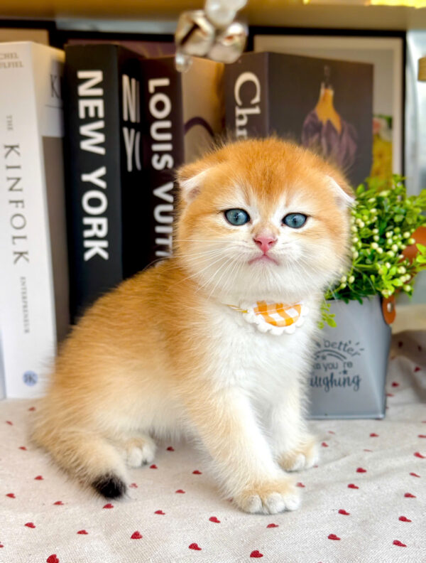 Mèo Scottish Fold Màu Golden Tai Cụp Ny12 Cái Mã AN415