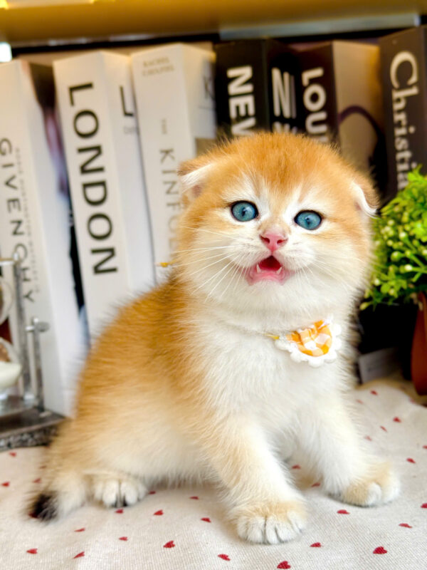 Mèo Scottish Fold Màu Golden Tai Cụp Ny12 Cái Mã AN415