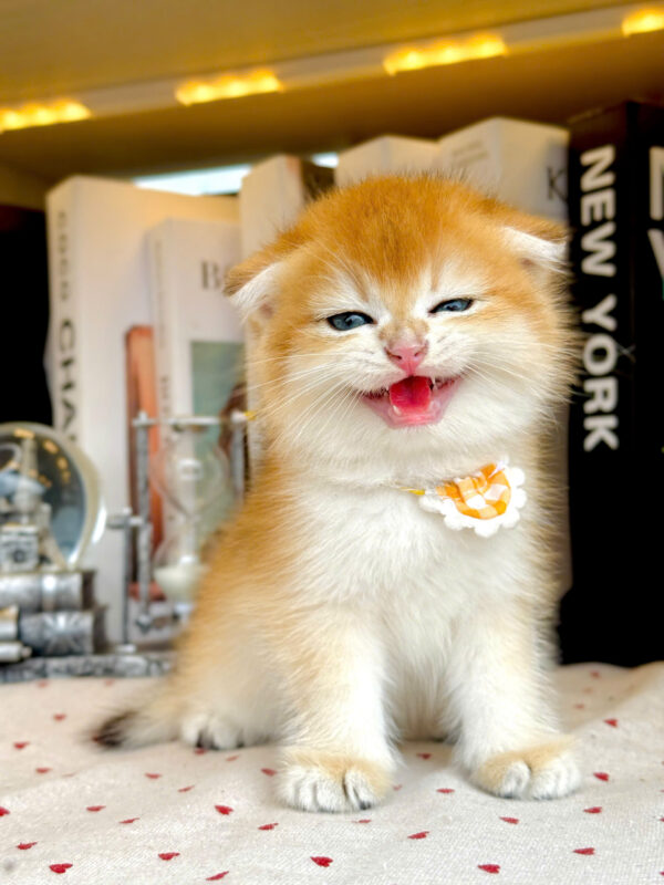 Mèo Scottish Fold Màu Golden Tai Cụp Ny12 Cái Mã AN415