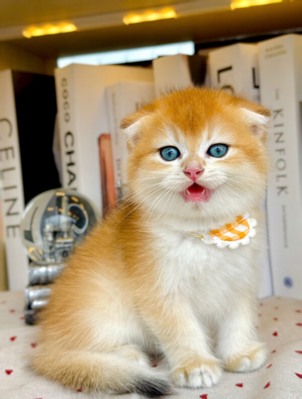Mèo Scottish Fold Màu Golden Tai Cụp Ny12 Cái Mã AN415