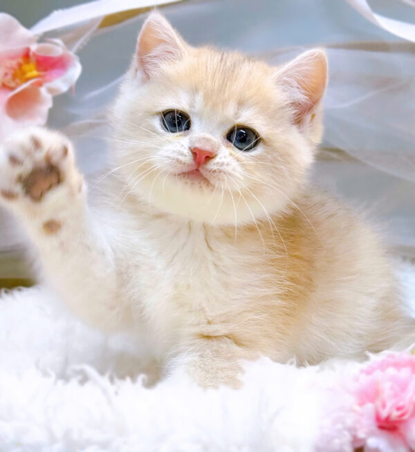 Mèo Anh Lông Ngắn Màu Golden Cy12 Cái Mã AN417