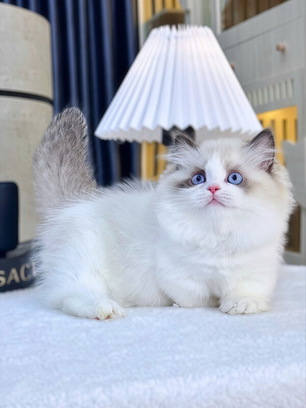 Mèo Ragdoll Munchkin Mắt Xanh Màu Bicolor Đực Mã RD418