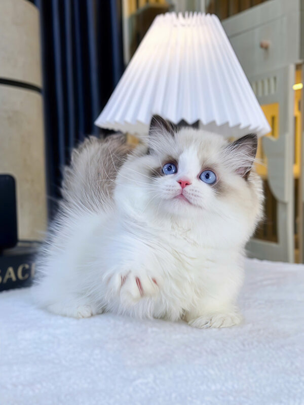 Mèo Ragdoll Munchkin Mắt Xanh Màu Bicolor Đực Mã RD418