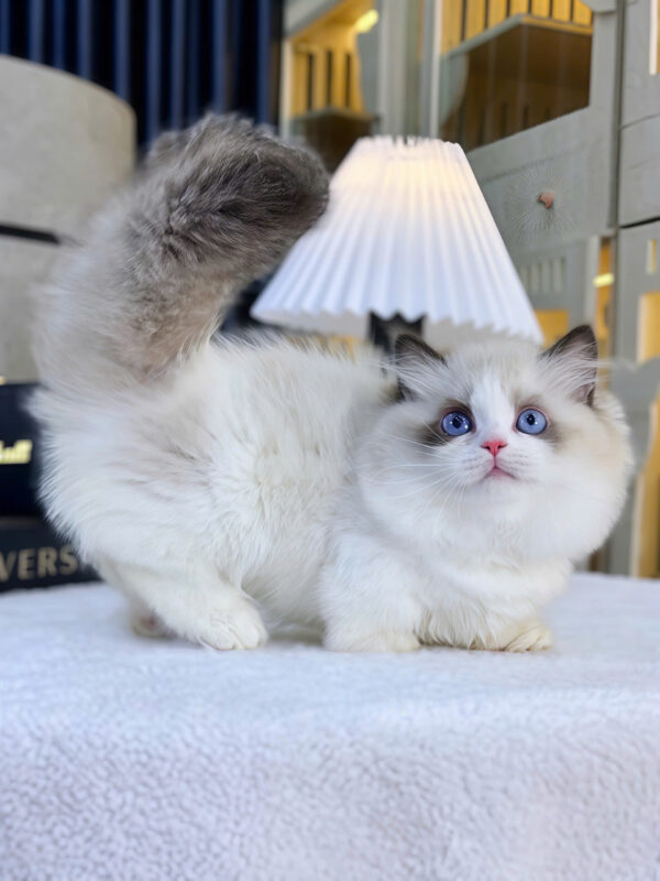 Mèo Ragdoll Munchkin Mắt Xanh Màu Bicolor Đực Mã RD418