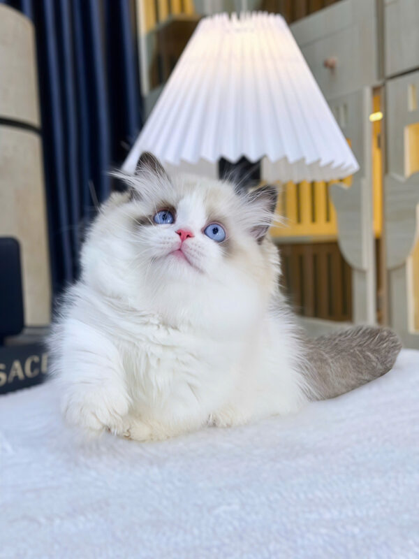 Mèo Ragdoll Munchkin Mắt Xanh Màu Bicolor Đực Mã RD418