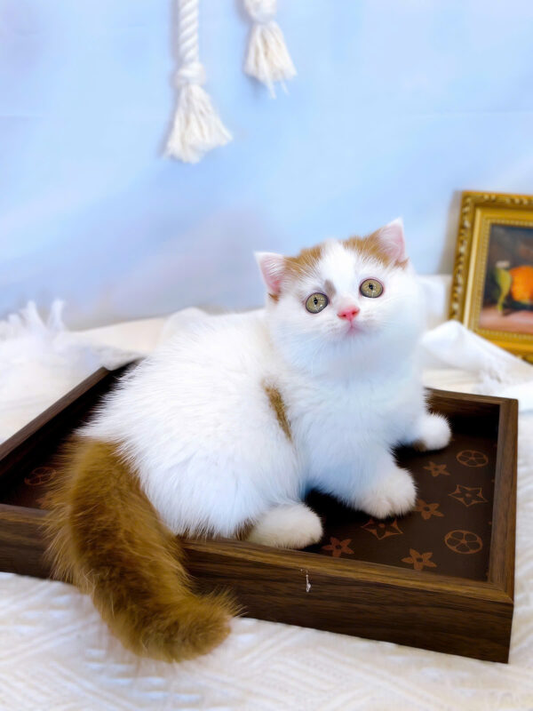 Mèo Munchkin Màu Vancinamon Cái Mã AN420