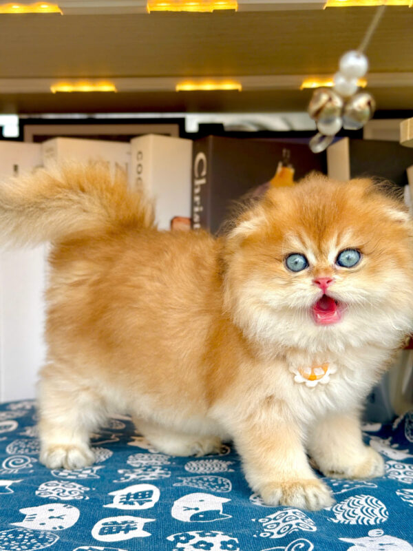 Mèo Anh Lông Dài Tai Cụp Màu Golden Ny12 Đực Mã AN426