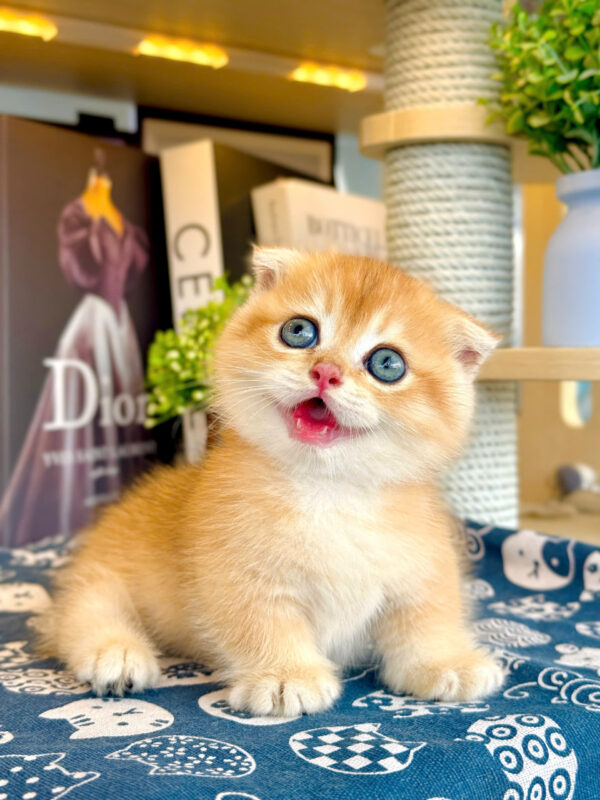 Mèo Anh Lông Ngắn Màu Golden Ny12 Chân Lùn Tai Cụp Đực Mã AN429