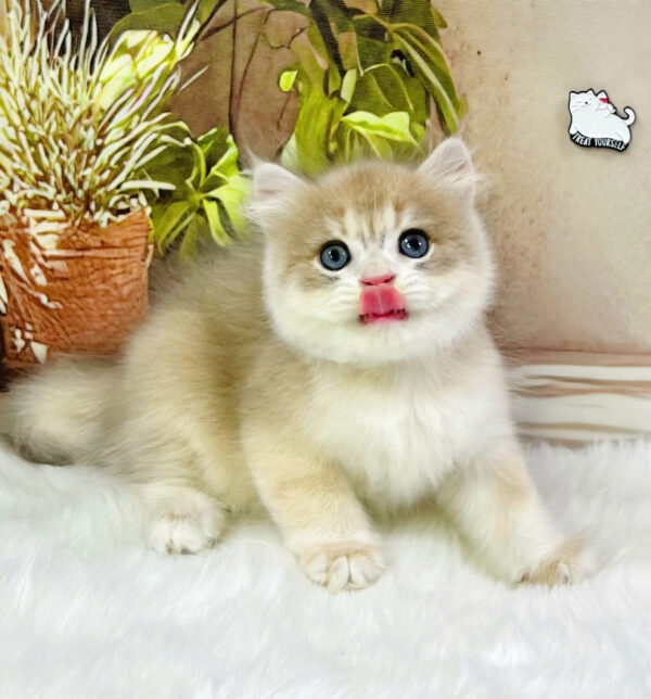 Mèo Anh Lông Ngắn Màu Golden Ay Đực Mã AN430
