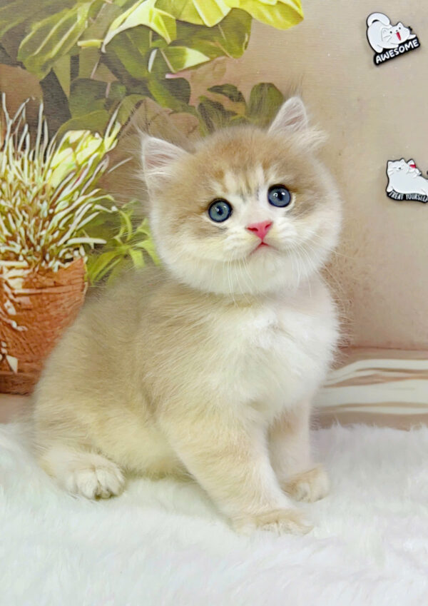 Mèo Anh Lông Ngắn Màu Golden Ay Đực Mã AN430