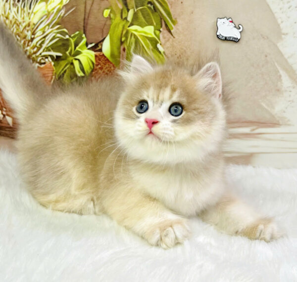 Mèo Anh Lông Ngắn Màu Golden Ay Đực Mã AN430