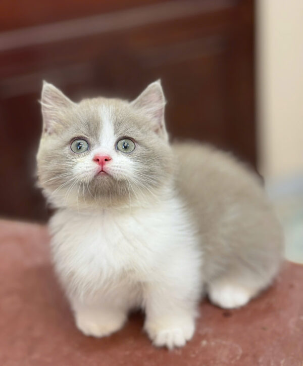 Mèo Munchkin Chân Lùn Màu Bililac Đực Mã AN431