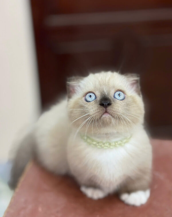 Mèo Munchkin Đực Màu Himalaya Mã AN432