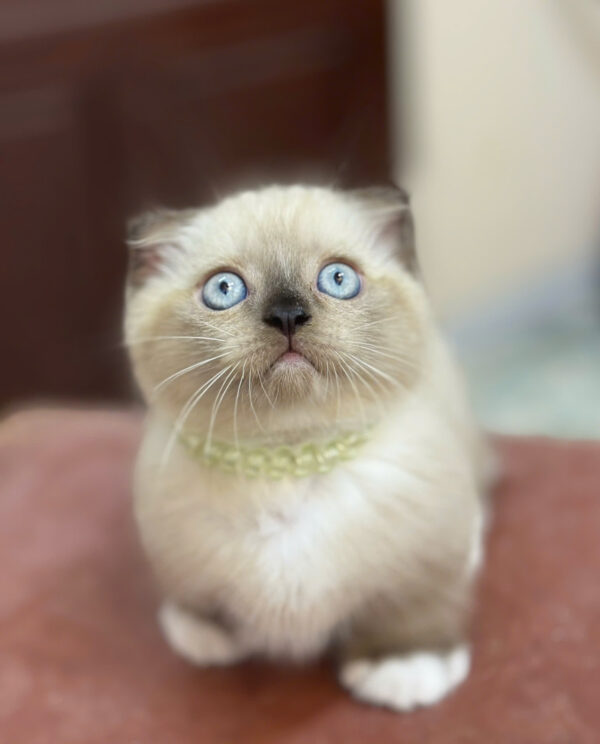 Mèo Munchkin Đực Màu Himalaya Mã AN432