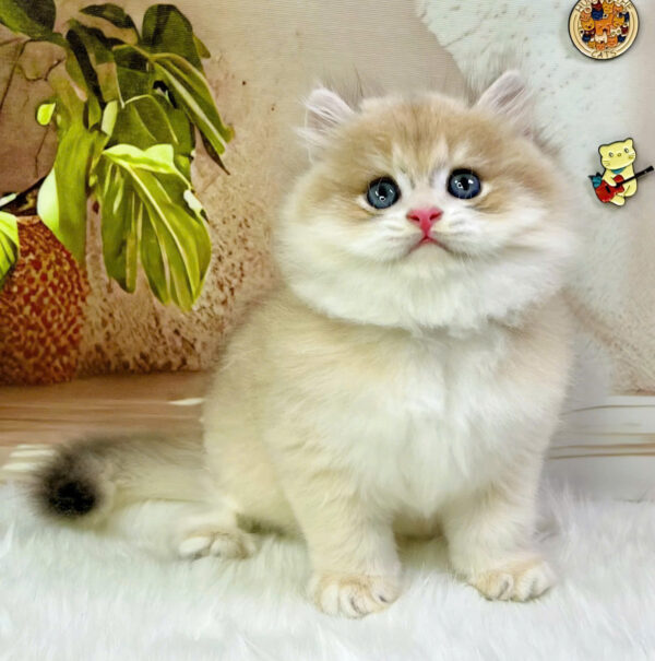 Mèo Anh Lông Dài Màu Golden Ay Đực Mã AN434