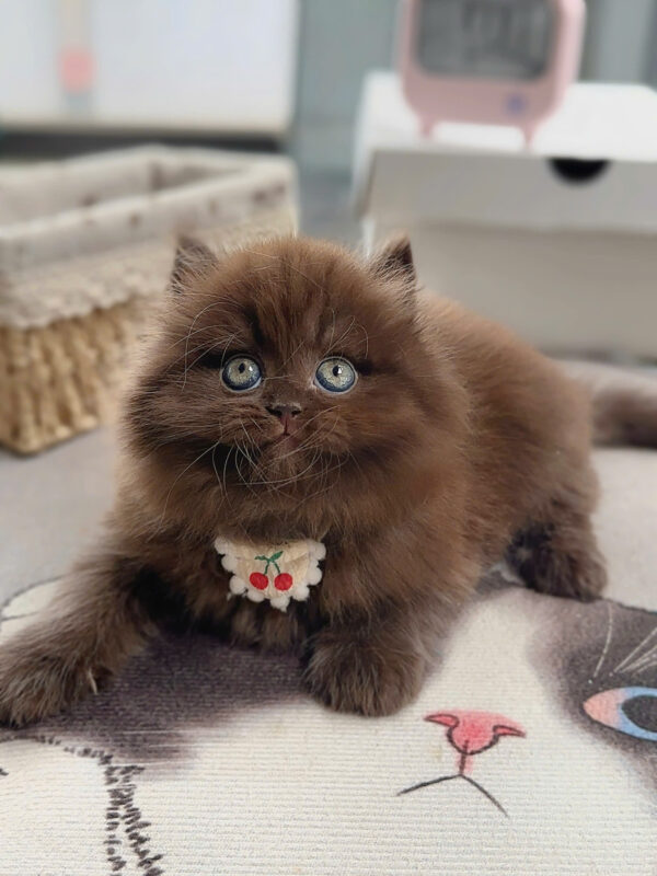 Mèo Anh Lông Dài Màu Chocolate Cái Mã AN437