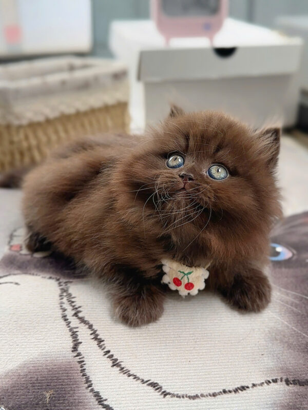 Mèo Anh Lông Dài Màu Chocolate Cái Mã AN437
