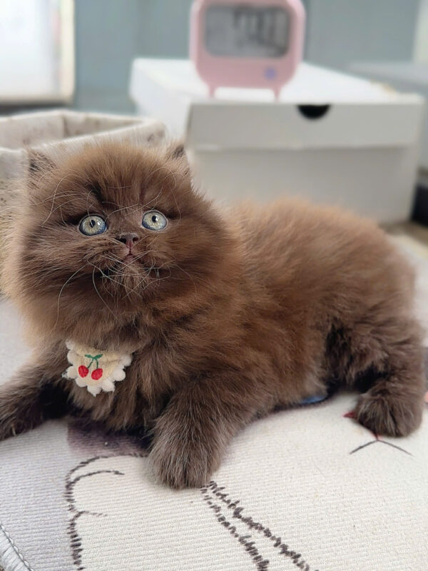 Mèo Anh Lông Dài Màu Chocolate Cái Mã AN437