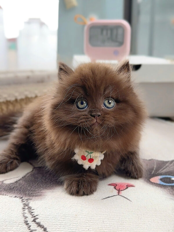 Mèo Anh Lông Dài Màu Chocolate Cái Mã AN437