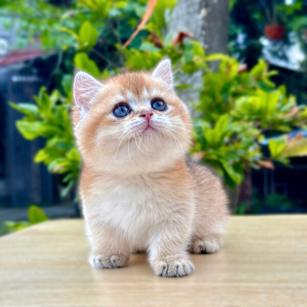 Mèo Anh Lông Ngắn Chân Lùn Màu Golden Ny11 Đực Mã AN439