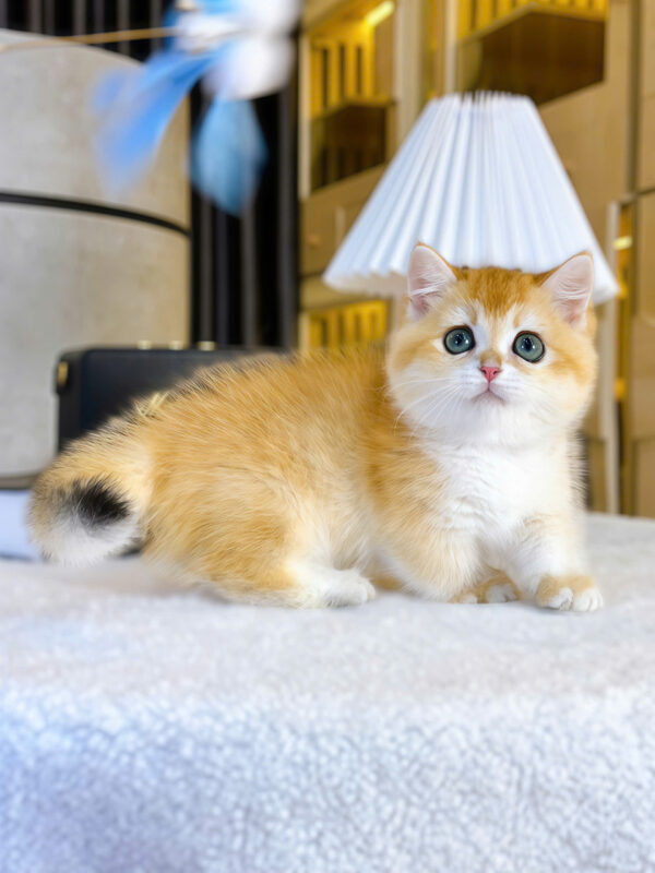 Mèo Anh Lông Ngắn Chân Lùn Màu Golden Ny12 Đực Mã AN446