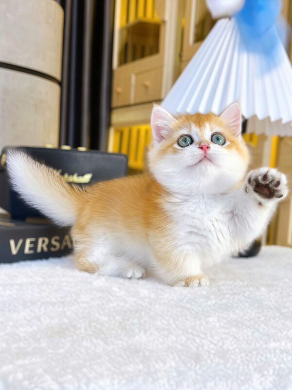 Mèo Anh Lông Ngắn Chân Lùn Màu Golden Ny12 Đực Mã AN446