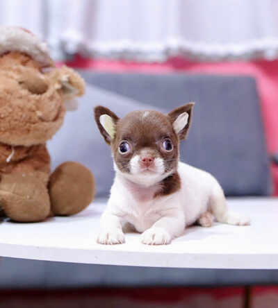Chó Chihuahua Màu Bò Socola Cái Mã CH452
