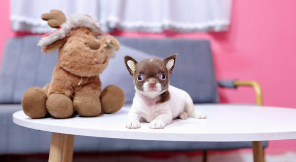 Chó Chihuahua Màu Bò Socola Cái Mã CH452