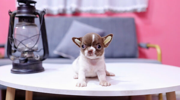 Chó Chihuahua Size Mini Màu Bò Socola Đực Mã CH453